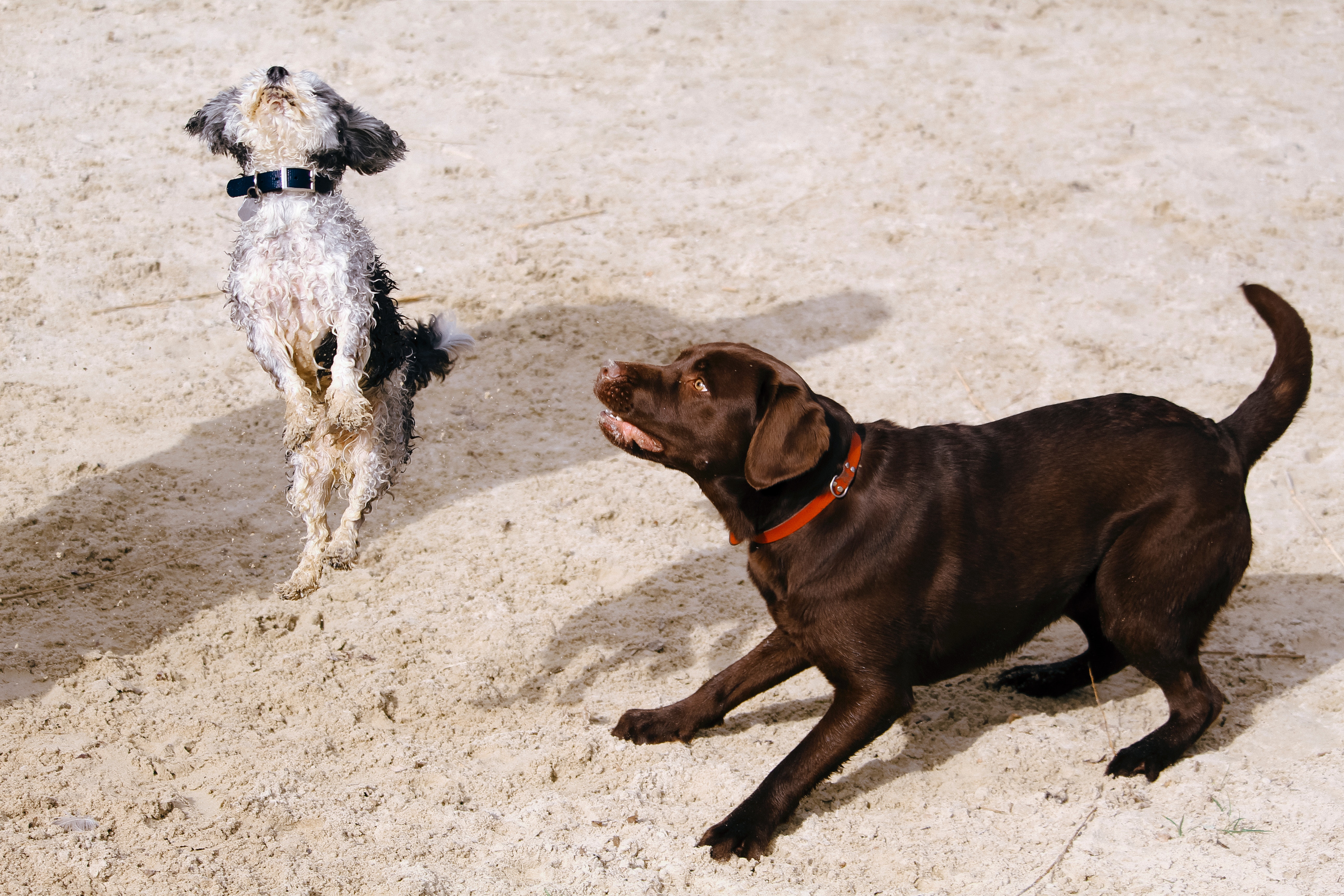 Dog daycare