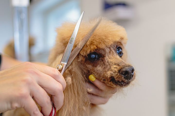 dog grooming