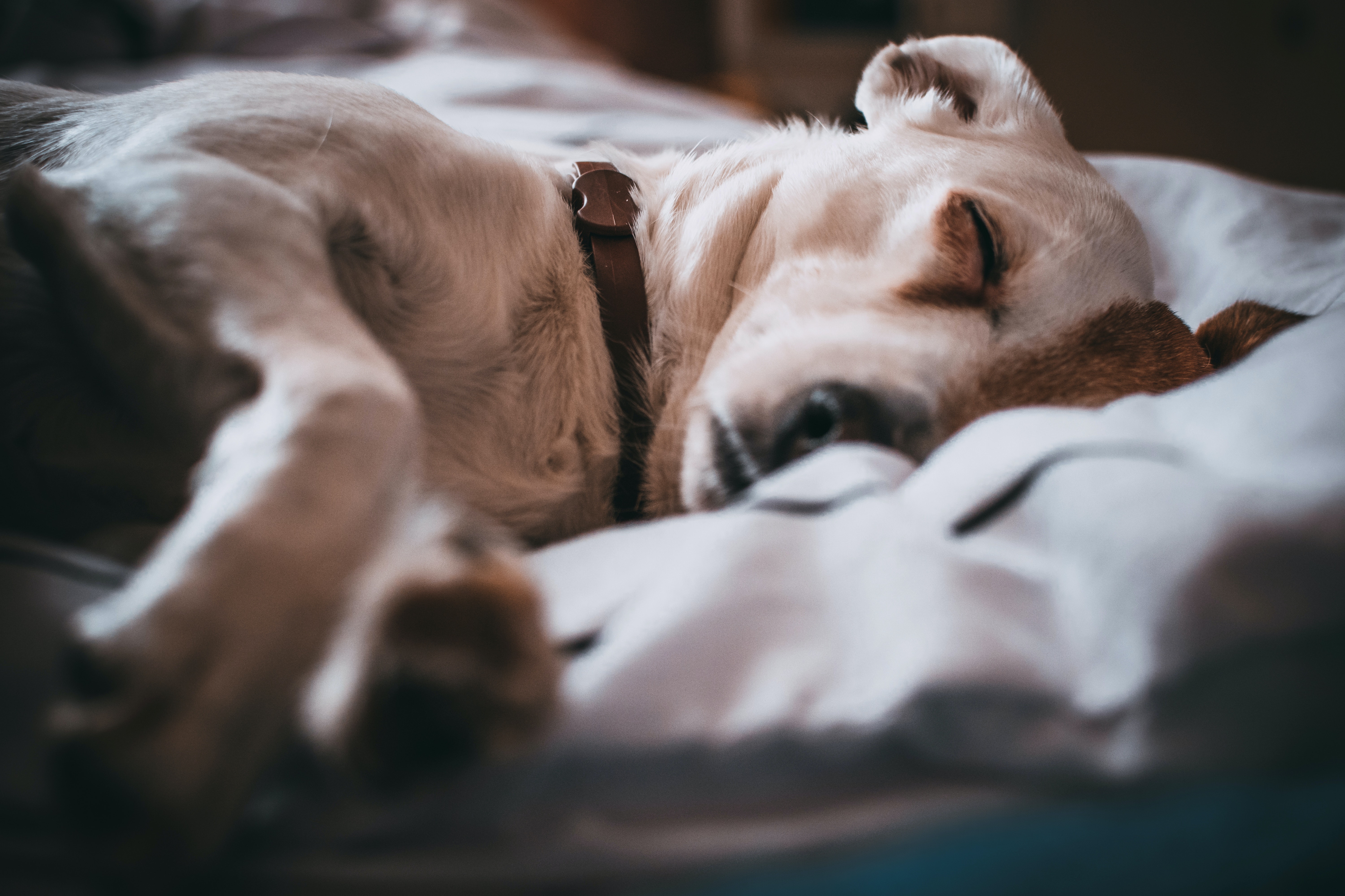 Hotel for dogs